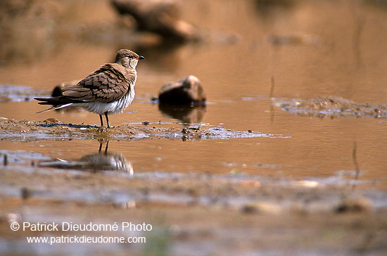 Pratincole (Glareola pratincola) - Glaréole - 17716