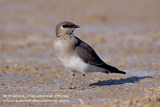 Little Pratincole (Glareola lactea) - Glaréole naine   10779