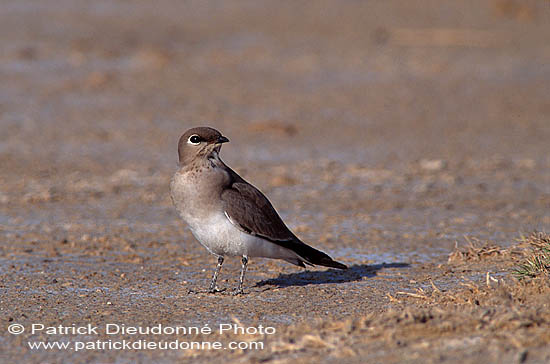 Little Pratincole (Glareola lactea) - Glaréole naine   11108