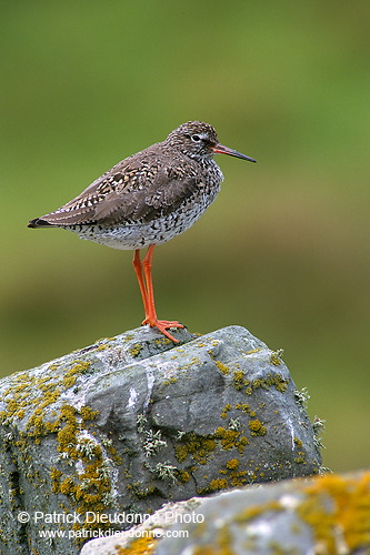 Redshank (Tringa totanus) - Chevalier gambette - 17717