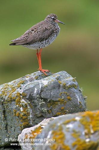 Redshank (Tringa totanus) - Chevalier gambette - 17720