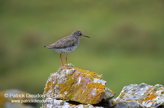 Redshank (Tringa totanus) - Chevalier gambette - 17721