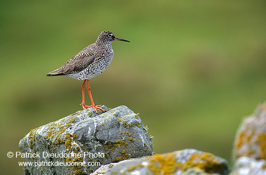 Redshank (Tringa totanus) - Chevalier gambette - 17722