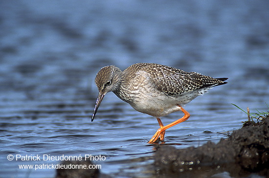 Redshank (Tringa totanus) - Chevalier gambette - 17723