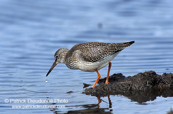 Redshank (Tringa totanus) - Chevalier gambette - 17724