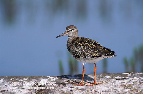 Redshank (Tringa totanus) - Chevalier gambette - 17725