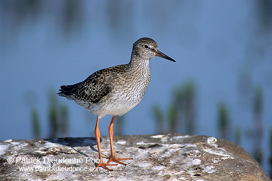 Redshank (Tringa totanus) - Chevalier gambette - 17726