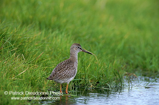 Redshank (Tringa totanus) - Chevalier gambette - 17729