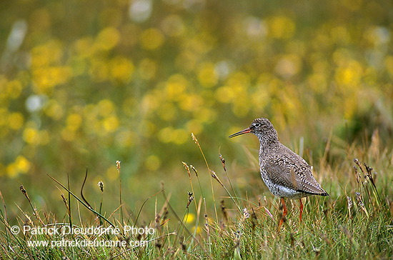 Redshank (Tringa totanus) - Chevalier gambette - 17730