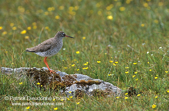 Redshank (Tringa totanus) - Chevalier gambette - 17732