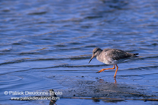 Redshank (Tringa totanus) - Chevalier gambette - 17734