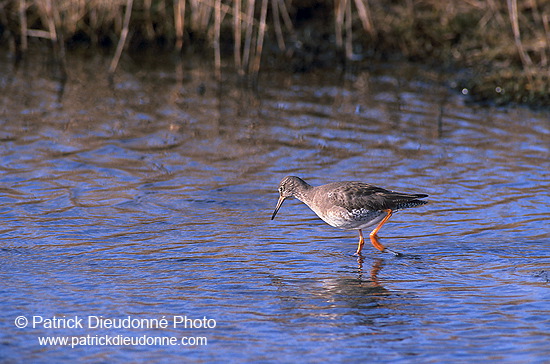 Redshank (Tringa totanus) - Chevalier gambette - 17735