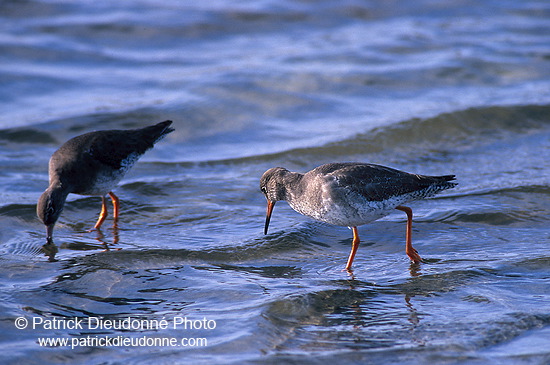 Redshank (Tringa totanus) - Chevalier gambette - 17736