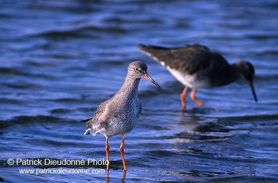 Redshank (Tringa totanus) - Chevalier gambette - 17737