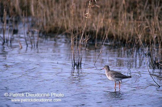 Redshank (Tringa totanus) - Chevalier gambette - 17738