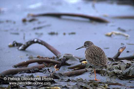 Redshank (Tringa totanus) - Chevalier gambette - 17739