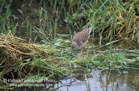 Redshank (Tringa totanus) - Chevalier gambette - 17740