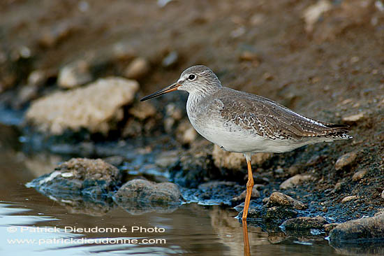 Spotted Redshank (Tringa erythropus) - Chevalier arlequin 10782