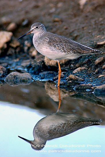 Spotted Redshank (Tringa erythropus) - Chevalier arlequin 10783