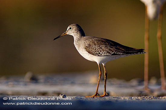 Spotted Redshank (Tringa erythropus) - Chevalier arlequin 10784