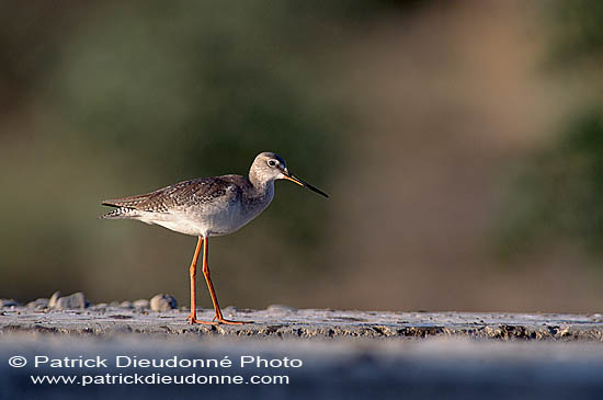 Spotted Redshank (Tringa erythropus) - Chevalier arlequin 11109