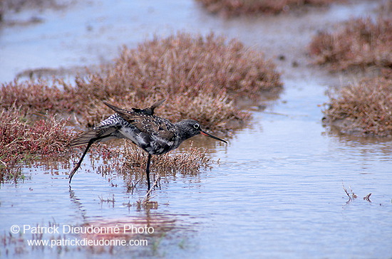 Spotted Redshank (Tringa erythropus) - Chevalier arlequin - 17742