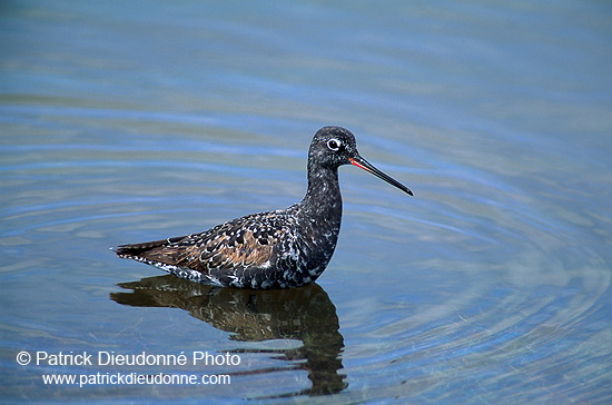 Spotted Redshank (Tringa erythropus) - Chevalier arlequin - 17744