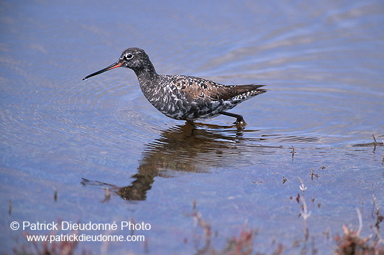 Spotted Redshank (Tringa erythropus) - Chevalier arlequin - 17745