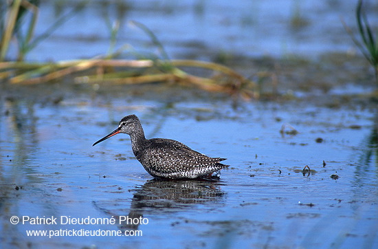 Spotted Redshank (Tringa erythropus) - Chevalier arlequin - 17746