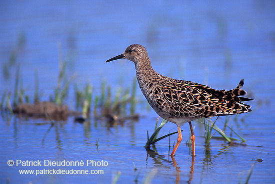 Ruff (Philomachus pugnax) - Combattant varié - 17747