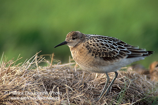 Ruff (Philomachus pugnax) - Combattant varié - 17748