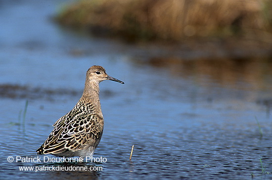 Ruff (Philomachus pugnax) - Combattant varié - 17749