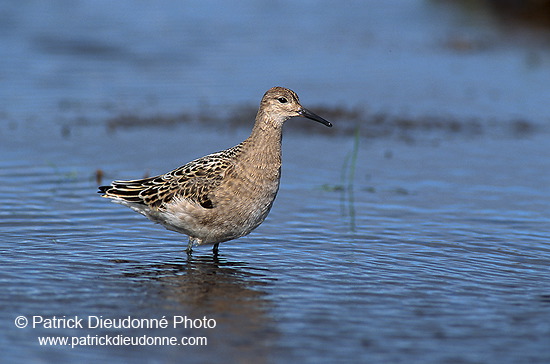 Ruff (Philomachus pugnax) - Combattant varié - 17750