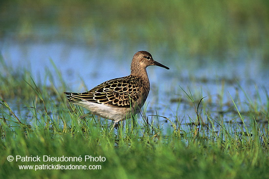 Ruff (Philomachus pugnax) - Combattant varié - 17751