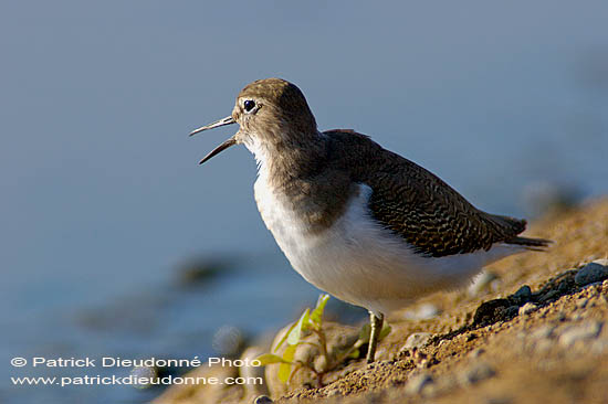 Common Sandpiper (Actitis hypoleucos) - Chevalier guignette  10796