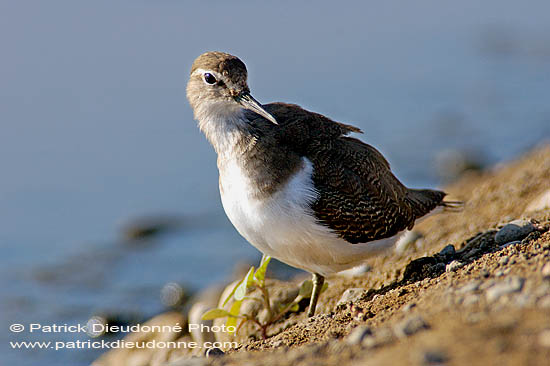 Common Sandpiper (Actitis hypoleucos) - Chevalier guignette  10797