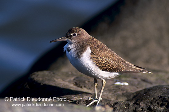 Common Sandpiper (Actitis hypoleucos) - Chevalier guignette - 17756