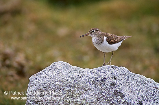 Common Sandpiper (Actitis hypoleucos) - Chevalier guignette - 17758