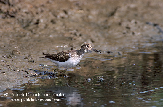 Common Sandpiper (Actitis hypoleucos) - Chevalier guignette - 17761