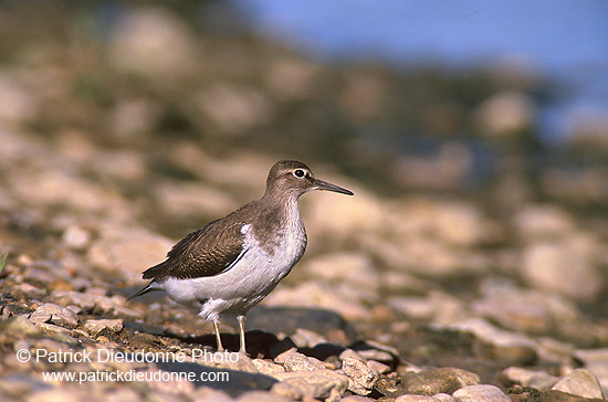 Common Sandpiper (Actitis hypoleucos) - Chevalier guignette - 17762