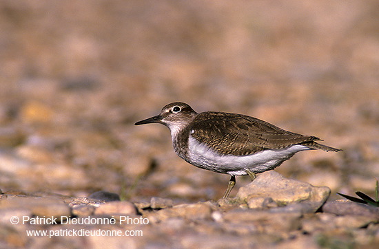 Common Sandpiper (Actitis hypoleucos) - Chevalier guignette - 17763