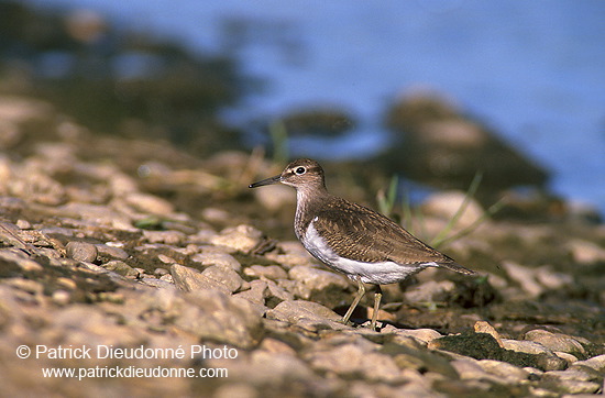 Common Sandpiper (Actitis hypoleucos) - Chevalier guignette - 17764