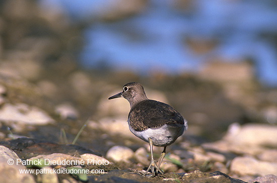 Common Sandpiper (Actitis hypoleucos) - Chevalier guignette - 17765