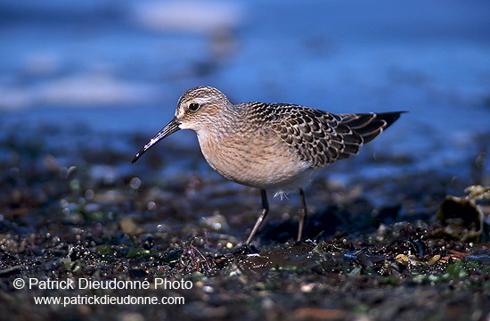 Curlew Sandpiper (Calidris ferruginea) - Becasseau cocorli - 17767