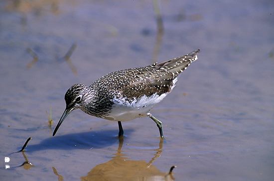 Green Sandpiper (Tringa ochropus) - Chevalier culblanc - 17771