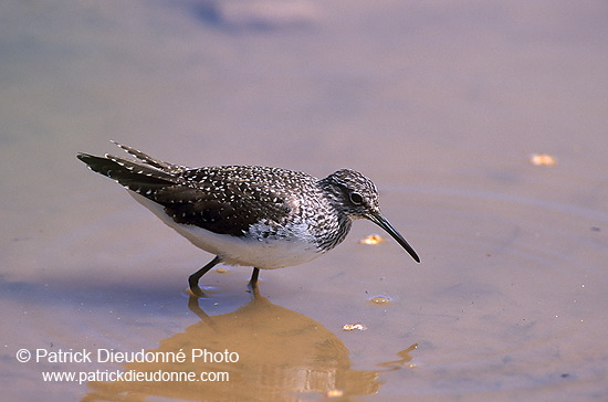 Green Sandpiper (Tringa ochropus) - Chevalier culblanc - 17772