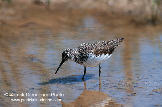 Green Sandpiper (Tringa ochropus) - Chevalier culblanc - 17773