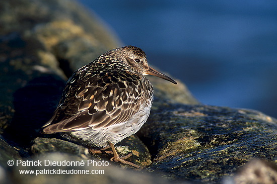 Purple sandpiper (Calidris maritima) - Becasseau violet - 17774