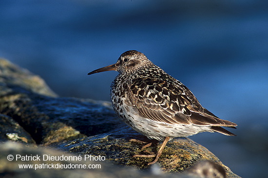 Purple sandpiper (Calidris maritima) - Becasseau violet - 17775