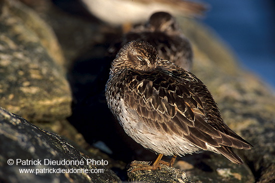 Purple sandpiper (Calidris maritima) - Becasseau violet - 17777